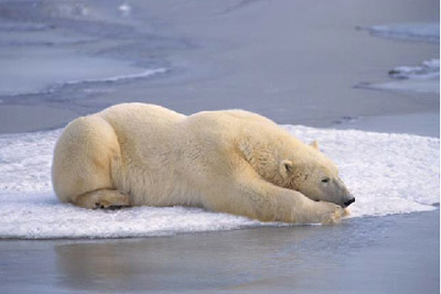 Arctic Oil's services will help you relax like this polar bear on ice. 